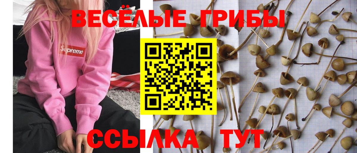 Галлюциногенные грибы Psilocybine cubensis Абинск